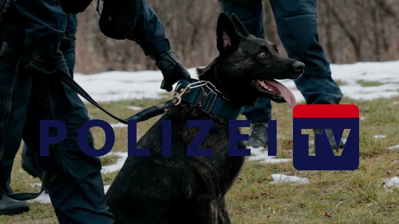How Vienna Police Dogs Work: Training, Deployment & Becoming a K9 Handler
